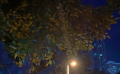�茑��ҹ�ă�������
