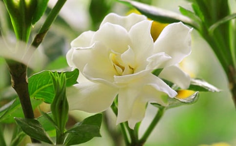 �茑�d�ӻ���Ψ������100��